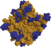 mitocondrial