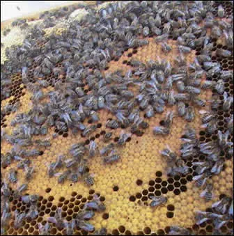 Las abejas están desapareciendo...