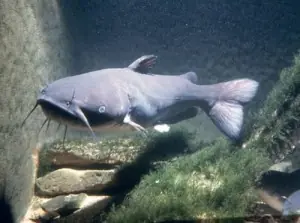 Oceanos