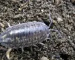 insecto