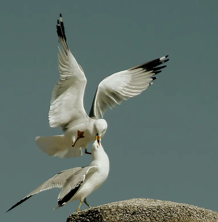 ¿Por qué los seres humanos nos besamos en la boca?