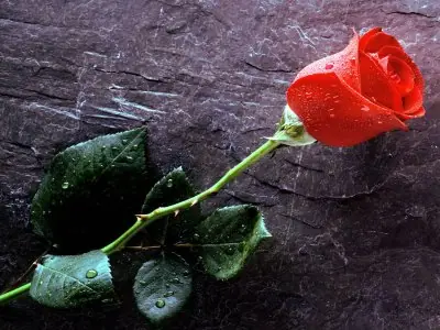 El dia en que trataron de acabar con el amor