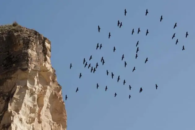 aves