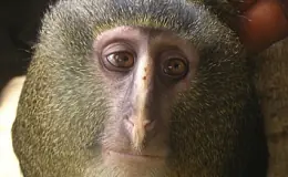 descubren una nueva especie de mono!!!