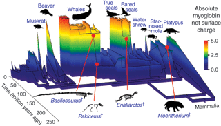 Evolución de los Mamíferos Capacidad Buceo