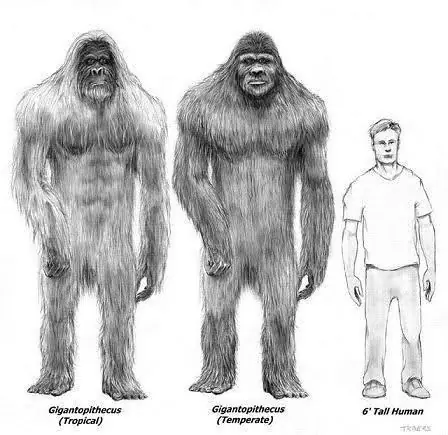 humanoides