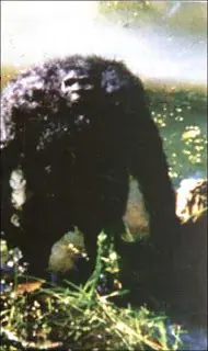 alienigenas