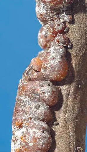 kerria lacca