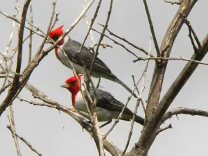 cardenal