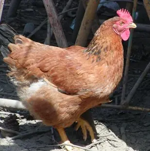 Científicos resolvieron: ¿El huevo o la gallina?
