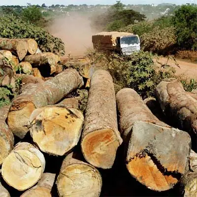 evitemos la deforestación y el calentamiento global