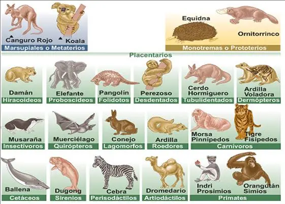 insectos