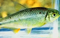 El sexto sentido de los peces