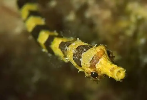 Un pez canibal filial