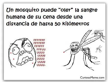 mosquitos