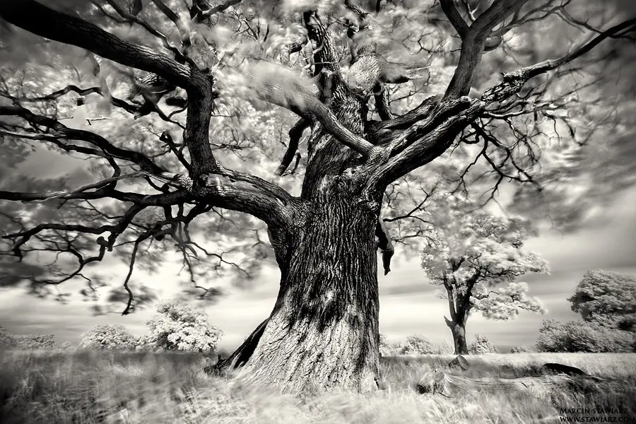 Arte en blanco y negro