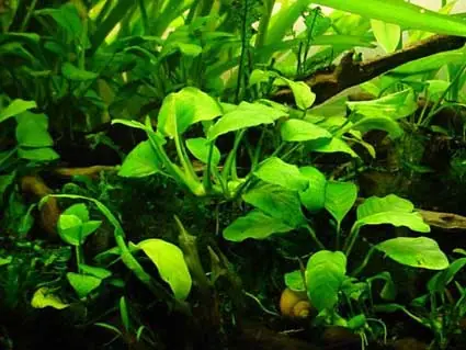 Hace tu acuario plantado, primeras nociones para novatos