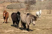 caballos