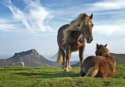 Evolucion Del Caballo (Equus ferus caballus)