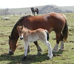 Evolucion Del Caballo (Equus ferus caballus)