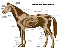 Evolucion Del Caballo (Equus ferus caballus)