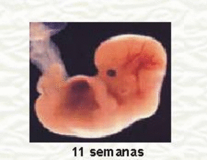Cómo se produce la reproducción humana
