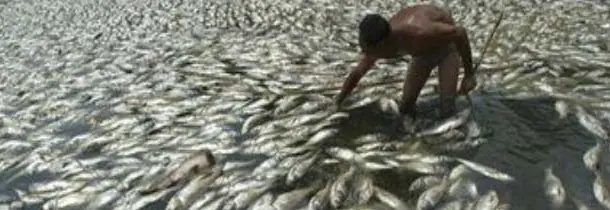 Millones de peces mueren en Okinawa