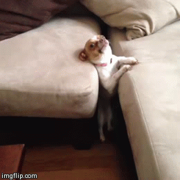26 gifs tiernos y absurdos de perros! (humor o algo así)