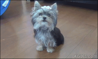 26 gifs tiernos y absurdos de perros! (humor o algo así)