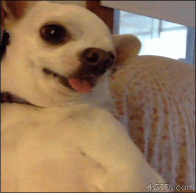 26 gifs tiernos y absurdos de perros! (humor o algo así)