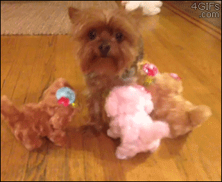 perros
