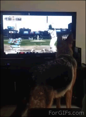 perros