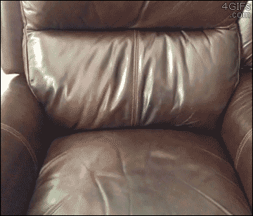 gif de mascota