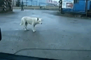 Gifs