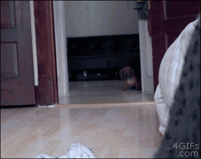 Gifs