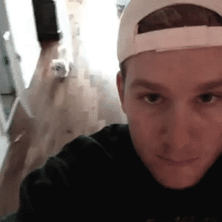 gifs de perros
