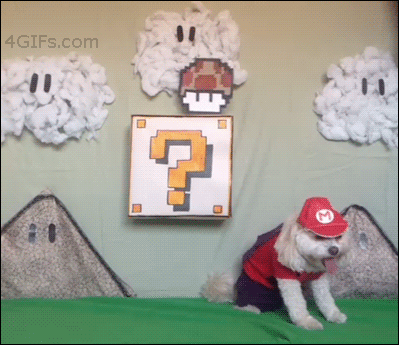 gifs de perros