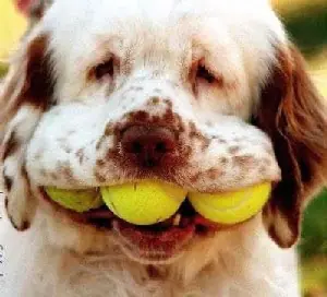Dogs