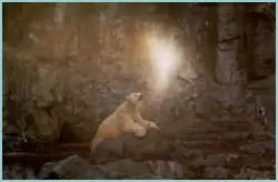 El Sexto Sentido Animal