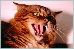 El sexto sentido de los animales (real)