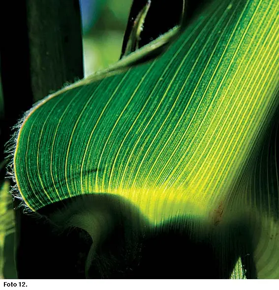 macrofotografias