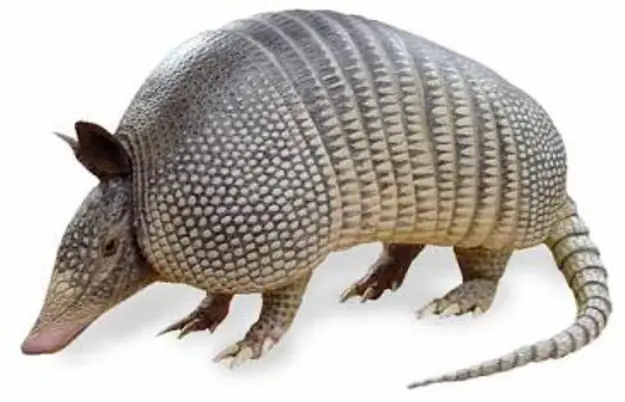 sabias que