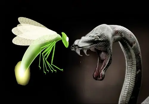 La serpiente y la luciérnaga