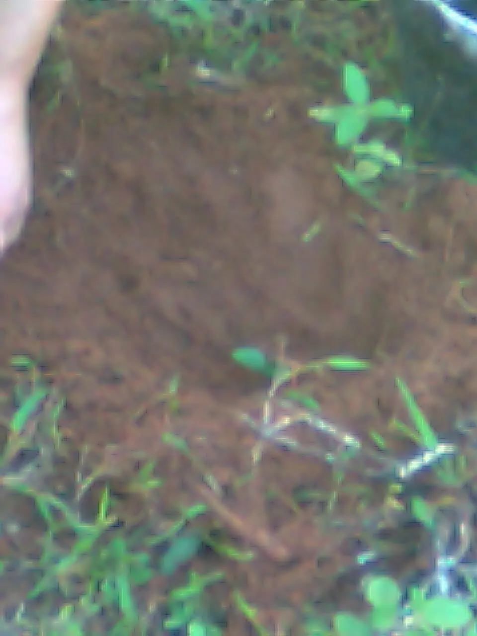 tukangua