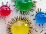 Hormigas de colores.