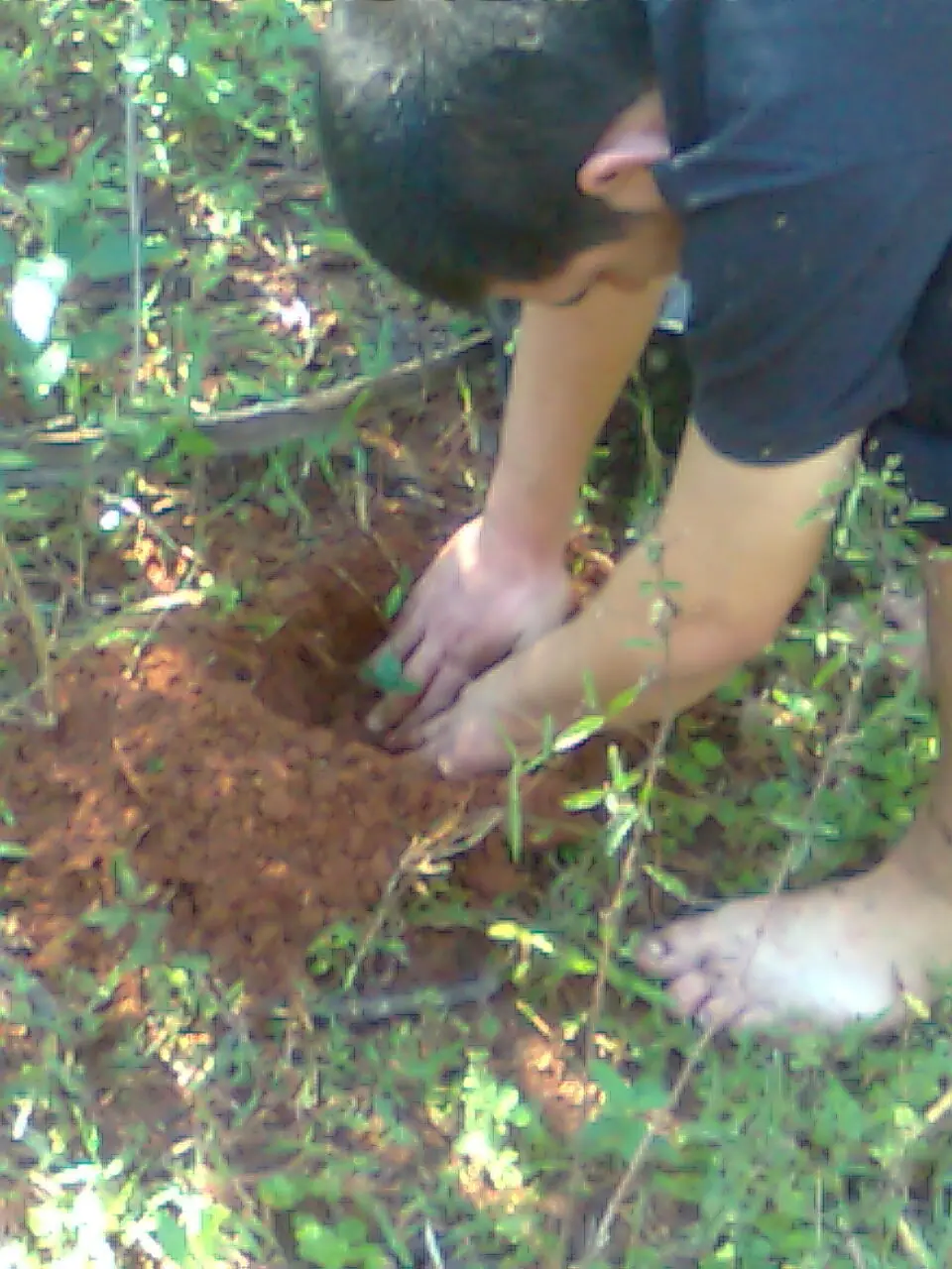 plantando pomelo en tukangua