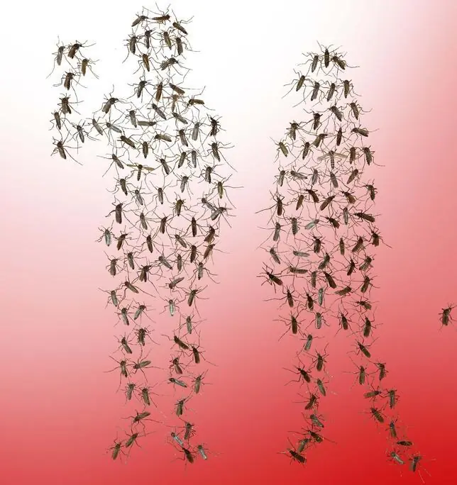 mosquitos