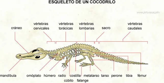 fósiles