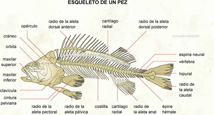 vertebrados