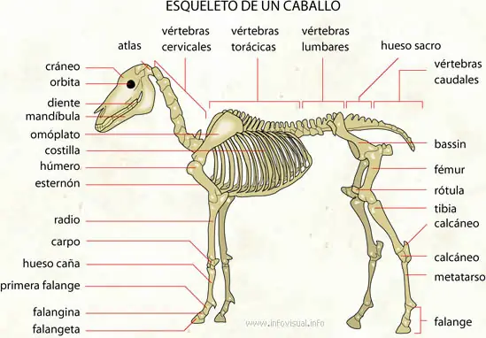 Esqueletos de Vertebrados